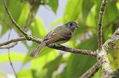 Inca Flycatcher